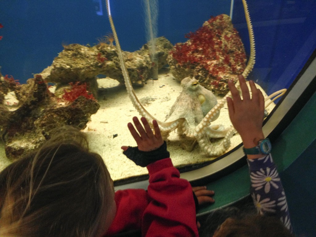 Learning about Cephalopods at the marine discovery centre.