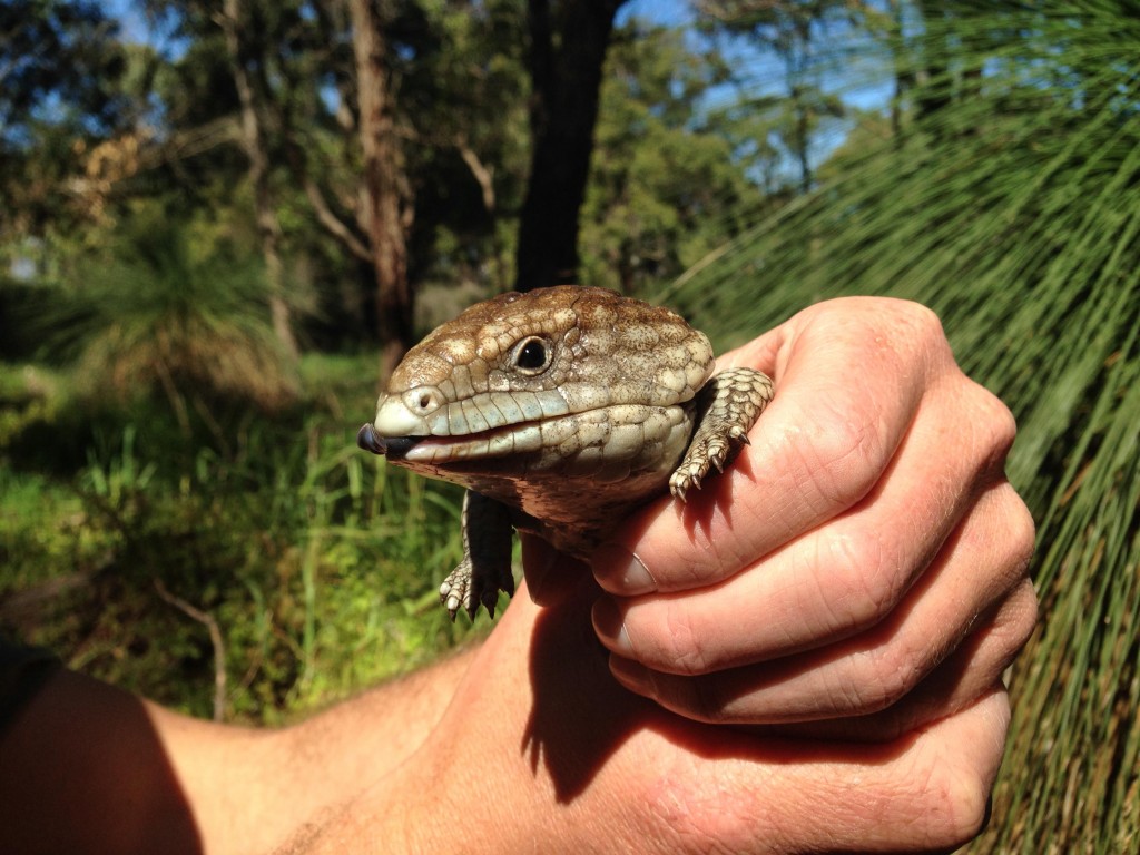 Funnily enough the "wild life" class is always a hit.